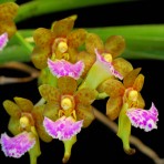 Aerides flabellata